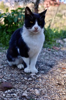 Siyah beyaz kedi. Yüksek kalite fotoğraf