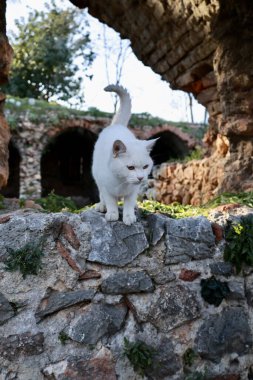 Beyaz kedi harabeleri. Yüksek kalite fotoğraf