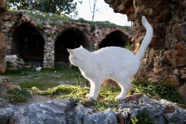 Beyaz kedi harabeleri. Yüksek kalite fotoğraf