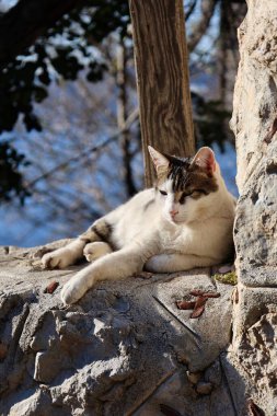Kedi dışarıda güneşin tadını çıkarıyor.