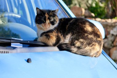 Kedi mavisi araba. Yüksek kalite fotoğraf