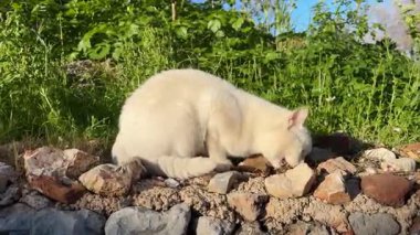 Kedi dışarıda güneşin tadını çıkarıyor.