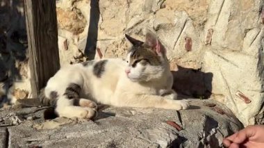 Kedi dışarıda güneşin tadını çıkarıyor.