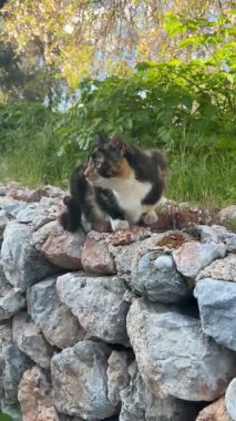 Kedi dışarıda güneşin tadını çıkarıyor.