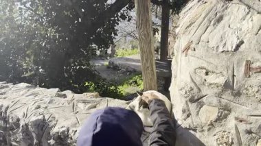 Kedi dışarıda güneşin tadını çıkarıyor.