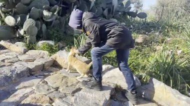 Kedi dışarıda güneşin tadını çıkarıyor.