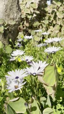 Beyaz papatya bahçesi. Osteospermum Yüksek kalite fotoğraf