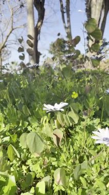 Beyaz papatya bahçesi. Osteospermum Yüksek kalite fotoğraf