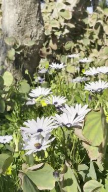 Beyaz papatya bahçesi. Osteospermum Yüksek kalite fotoğraf
