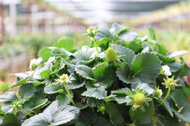 Çilek serası ekimi. Yüksek kalite 4k görüntü