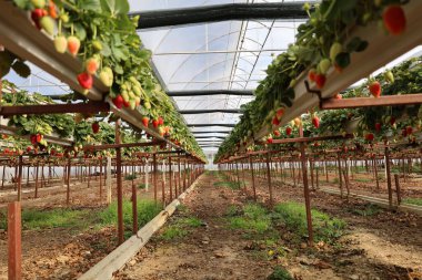 Çilek serası ekimi. Yüksek kalite 4k görüntü