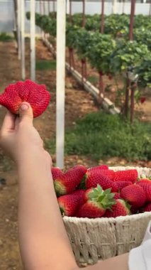 Çilek yetiştiren bitkiler, böğürtlenler, sera. Yüksek kalite 4k görüntü