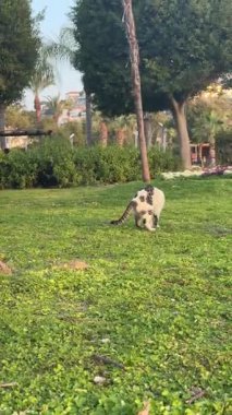 Kedi kovalayan top, balon kedi, eğlen, zıpla