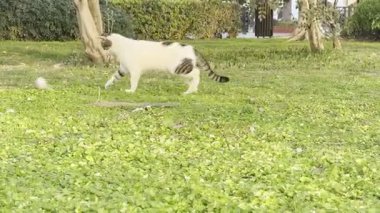 Kedi kovalayan top, balon kedi, eğlen, zıpla