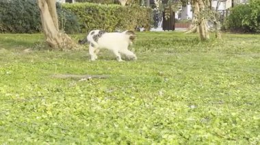 Kedi kovalayan top, balon kedi, eğlen, zıpla