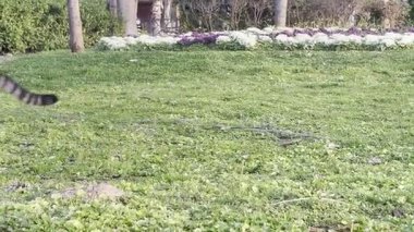 Kedi kovalayan top, balon kedi, eğlen, zıpla