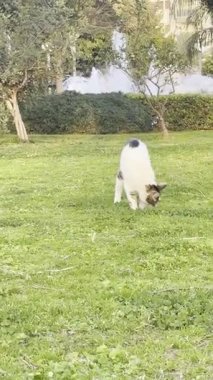 Kedi kovalayan top, balon kedi, eğlen, zıpla