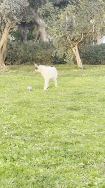 Kedi kovalayan top, balon kedi, eğlen, zıpla