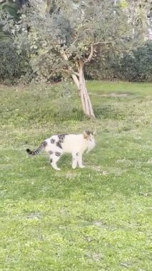 Kedi kovalayan top, balon kedi, eğlen, zıpla
