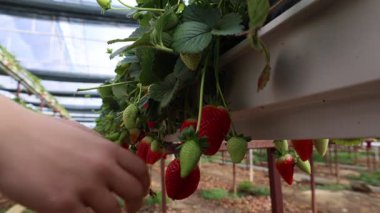 Çilek yetiştiren bitkiler, böğürtlenler, sera. Yüksek kalite 4k görüntü