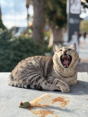 Tekir kedi dinleniyor. Yüksek kalite fotoğraf