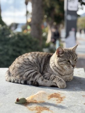 Tekir kedi dinleniyor. Yüksek kalite fotoğraf