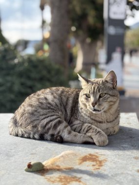 Tekir kedi dinleniyor. Yüksek kalite fotoğraf