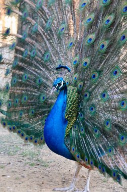 Tavus kuşu tüylerini sergiliyor. Yüksek kalite 4k görüntü