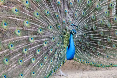 Tavus kuşu tüylerini sergiliyor. Yüksek kalite 4k görüntü