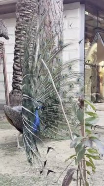 Tavus kuşu tüylerini sergiliyor. Yüksek kalite 4k görüntü