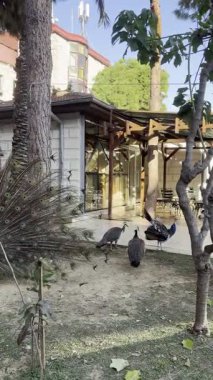 Tavus kuşu tüylerini sergiliyor. Yüksek kalite 4k görüntü