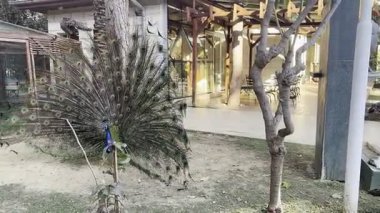 Tavus kuşu tüylerini sergiliyor. Yüksek kalite 4k görüntü