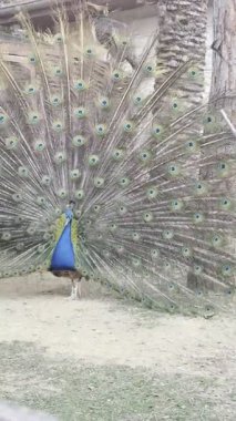 Tavus kuşu tüylerini sergiliyor. Yüksek kalite 4k görüntü