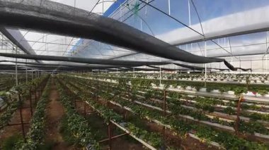 Sera çilek sıraları. Çilek yetiştiren bitkiler. Yüksek kalite 4k görüntü