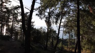 Kablo araba ormanı. Kablolu araba yolculuğu. Yüksek kalite fotoğraf