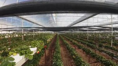 Sera çilek sıraları. Çilek yetiştiren bitkiler. Yüksek kalite 4k görüntü