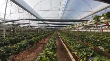 Sera çilek sıraları. Çilek yetiştiren bitkiler. Yüksek kalite 4k görüntü