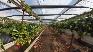 Sera çilek sıraları. Çilek yetiştiren bitkiler. Yüksek kalite 4k görüntü