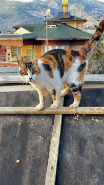 Kedi çatısı manzaralı. Yüksek kalite fotoğraf