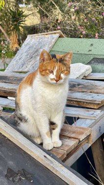 Kedi çatısı manzaralı. Yüksek kalite fotoğraf