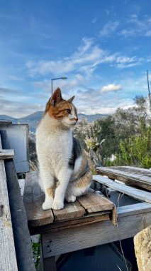 Kedi çatısı manzaralı. Yüksek kalite fotoğraf