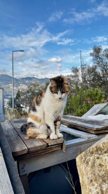 Kedi çatısı manzaralı. Yüksek kalite fotoğraf