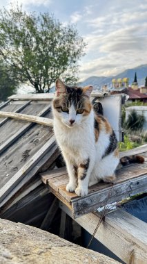 Kedi çatısı manzaralı. Yüksek kalite fotoğraf