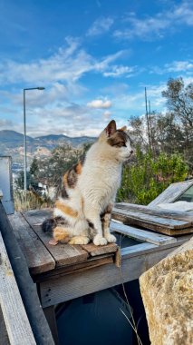 Kedi çatısı manzaralı. Yüksek kalite fotoğraf