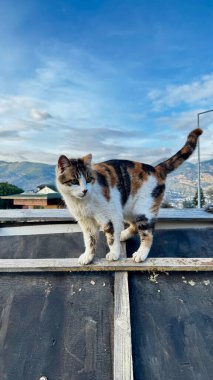 Kedi çatısı manzaralı. Yüksek kalite fotoğraf