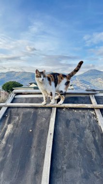 Kedi çatısı manzaralı. Yüksek kalite fotoğraf