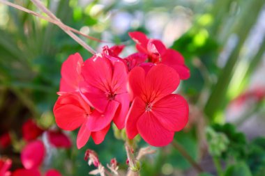 Parlak kırmızı sardunya çiçekleri. Yüksek kalite fotoğraf