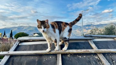 Kedi çatısı manzaralı. Yüksek kalite fotoğraf