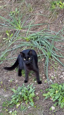 Kara kedi dışarıda. Yüksek kalite fotoğraf