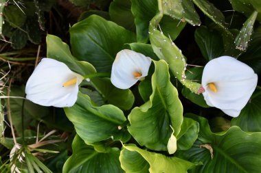 Beyaz zambaklar. Yüksek kalite fotoğraf